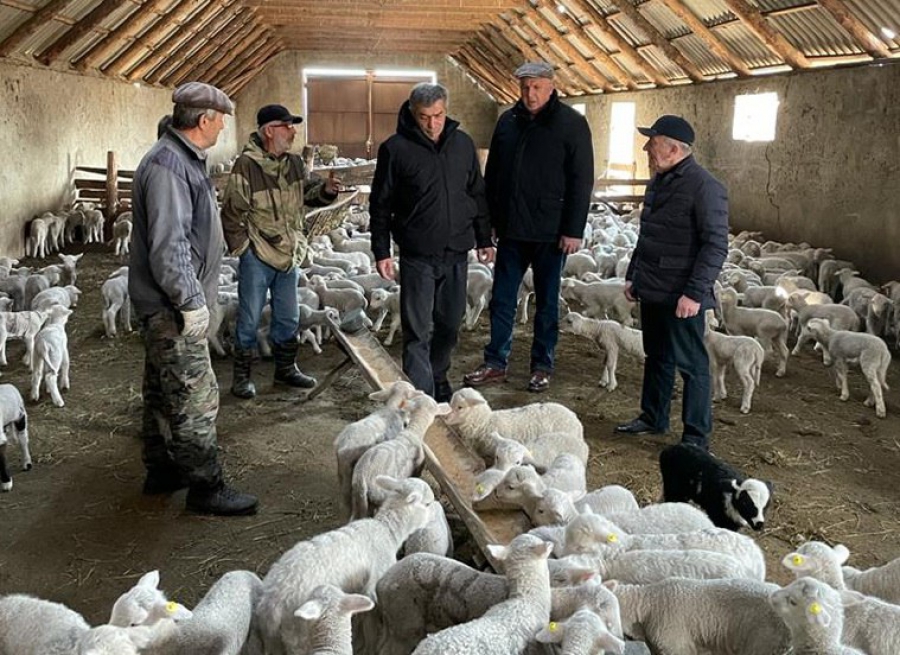 В Дагестане проводят селекционно-племенную работу с дагестанской горной породой овец
