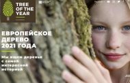 Дербентский платан стал третьим в конкурсе «Европейское дерево 2021 года». Не обошлось без скандала