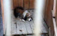 В пяти городах и трех районах Дагестана построят приюты для бродячих собак