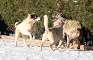 В Дагестане построят три приюта для бездомных собак