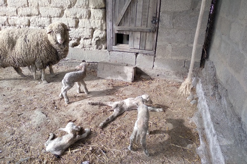 В Кизлярском районе  овца родила сразу четырех ягнят
