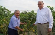 В Дагестане в этом году планируют собрать 200 тыс. тонн винограда