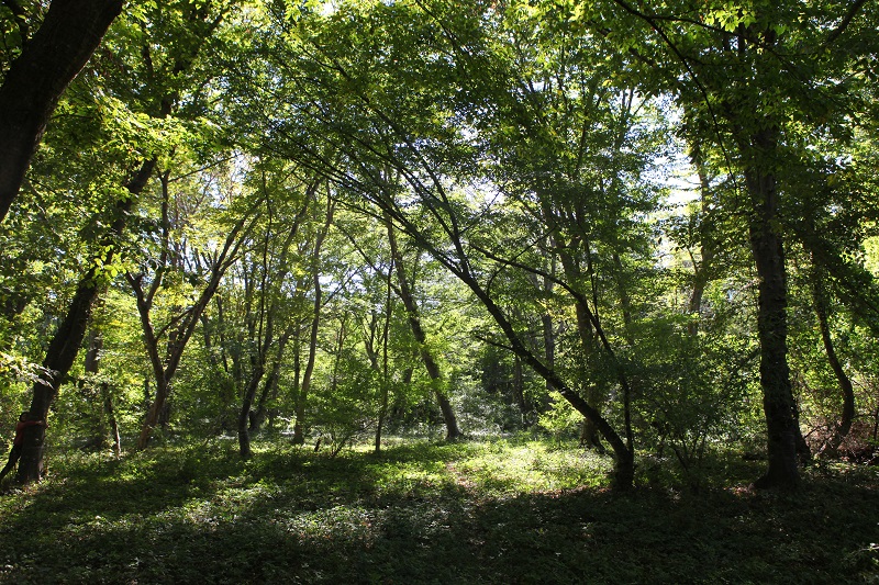 Самурский лес карта