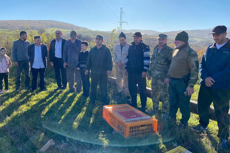 В окрестностях села Дылым Казбековского района выпустили более 60 фазанов