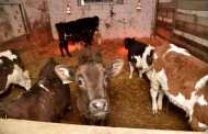 Минсельхоз Дагестана выделил 356 млн на закупку кормов для молочных коров