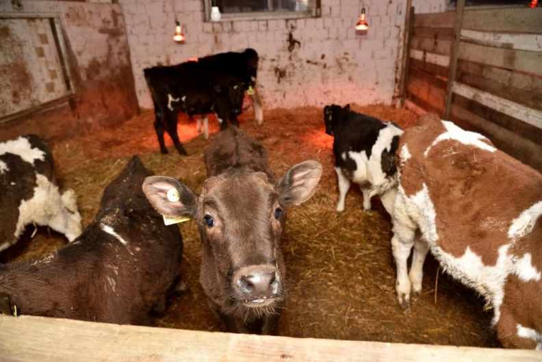Минсельхоз Дагестана выделил 356 млн на закупку кормов для молочных коров