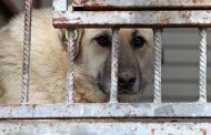 Люди и звери. Почему бродячим животным нет приюта в Дагестане