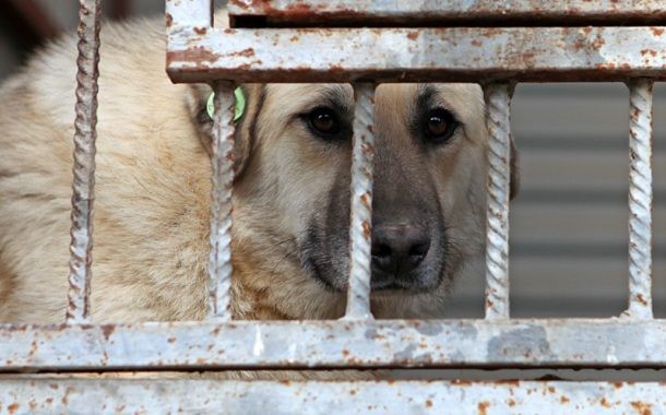 Люди и звери. Почему бродячим животным нет приюта в Дагестане