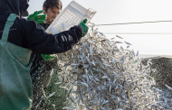 В Дагестане увеличился спрос на местную рыбу на фоне санкций
