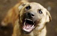 В Махачкале стая бродячих собак напала на ребенка