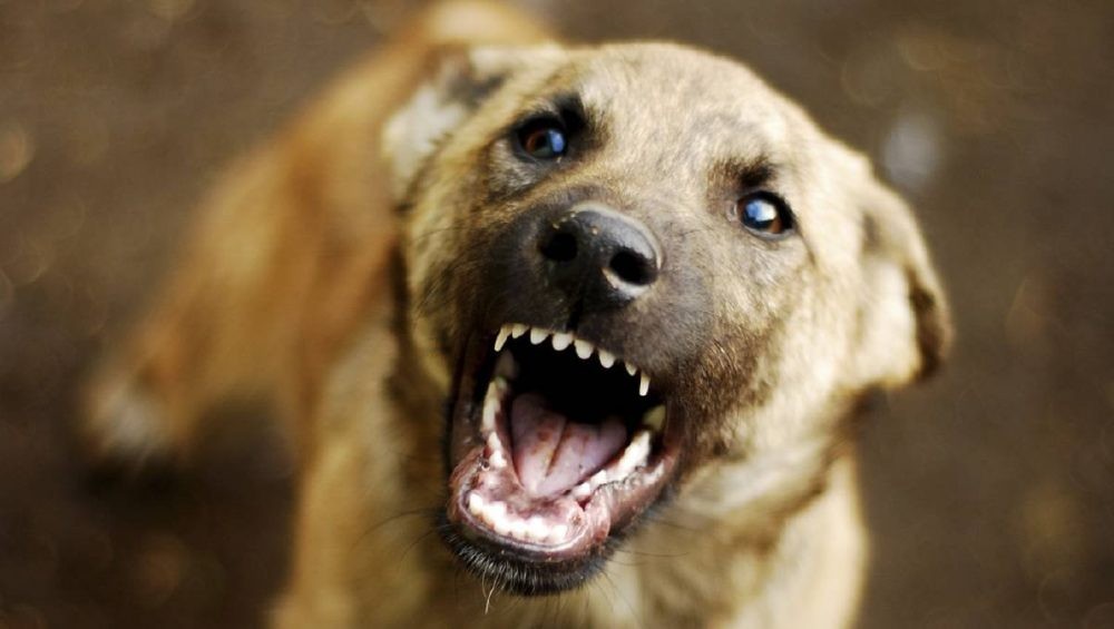 Возбуждено дело после нападения бродячей собаки на ребенка в Махачкале