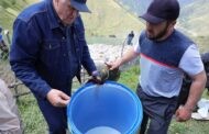 Премьер-министру Дагестана показали, как готовят тляратинский овечий сыр