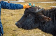 В Бабаюртовском районе завершается строительство крупной буйволиной фермы