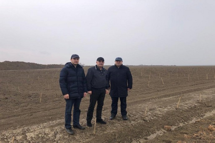 Закладка виноградников на площади 600 га планируется в Дербентском районе в рамках инвестпроектов