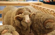 В Каспийске состоится XXIV Российская выставка племенных овец и коз