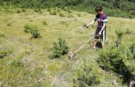 В Дагестане состоялись лесовосстановительные работы