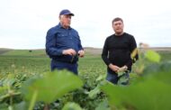 Питомники по выращиванию саженцев фундука и винограда появились на юге Дагестана