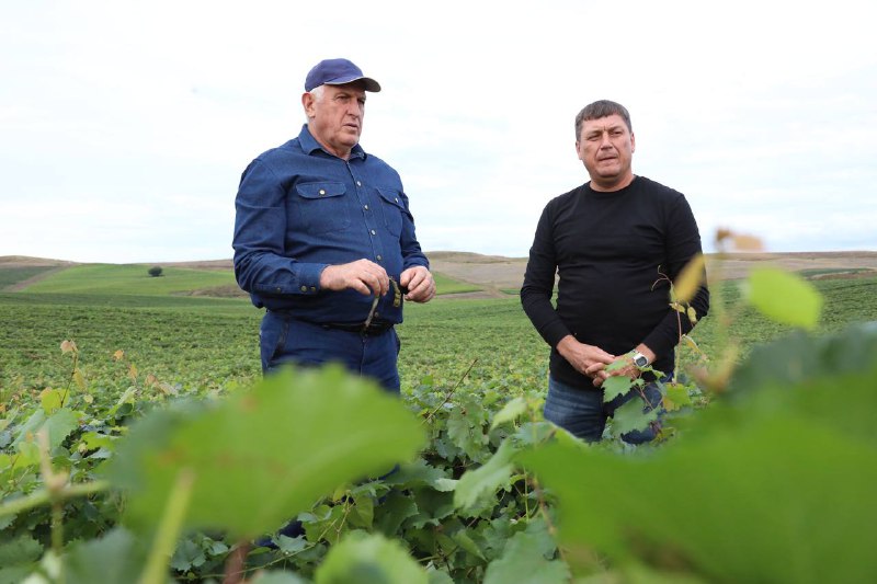 Питомники по выращиванию саженцев фундука и винограда появились на юге Дагестана