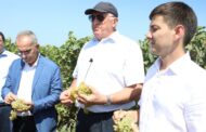 Абдулмуслим Абдулмуслимов ознакомился с ходом уборки винограда в Дербентском районе