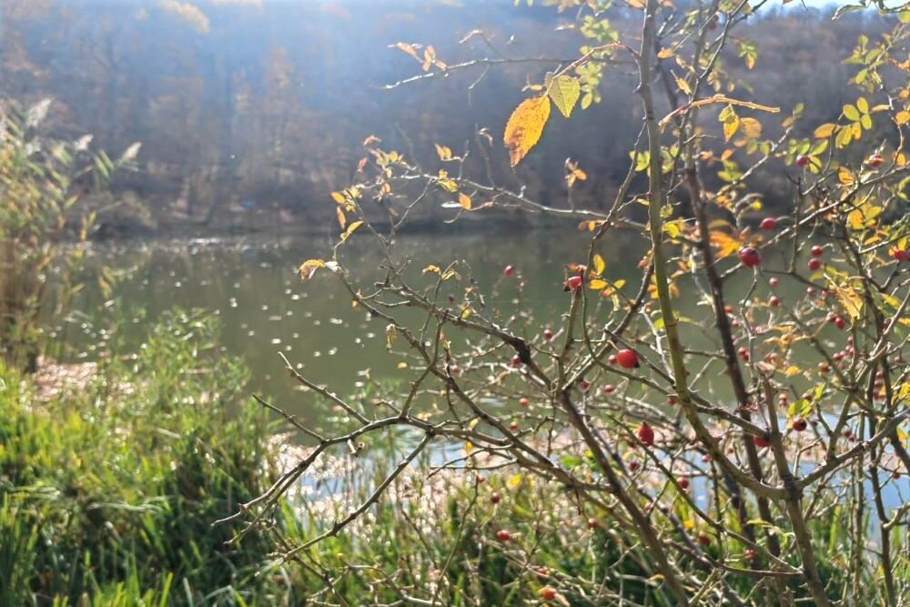 Осень в Дагестане задержится до конца декабря