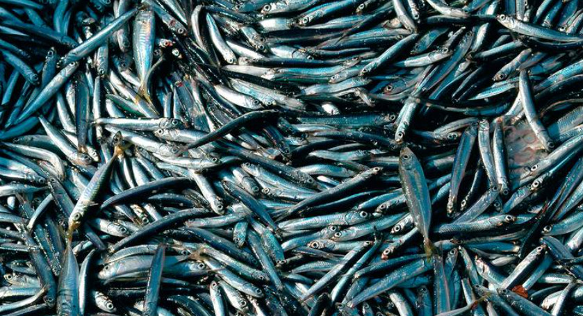 В Дагестане прорабатывают вопрос создания рыбохозяйственного прибрежного кластера