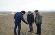 В Дагестане заложили крупнейший в Европе кизиловый сад