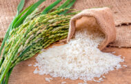 В 2023 году в Дагестане собрано более 156 тысяч тонн риса