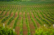 В Дагестане увеличат площадь виноградников до 34 тыс. га