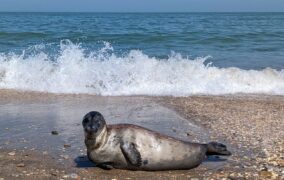 Набережная неисцелимых тюленей. История одной нерпы, или Тревожные вести с берегов Каспия