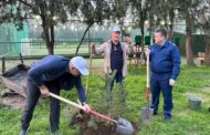 В Ленинском парке Махачкалы высадили более 100 деревьев в память о погибших на СВО дагестанцах