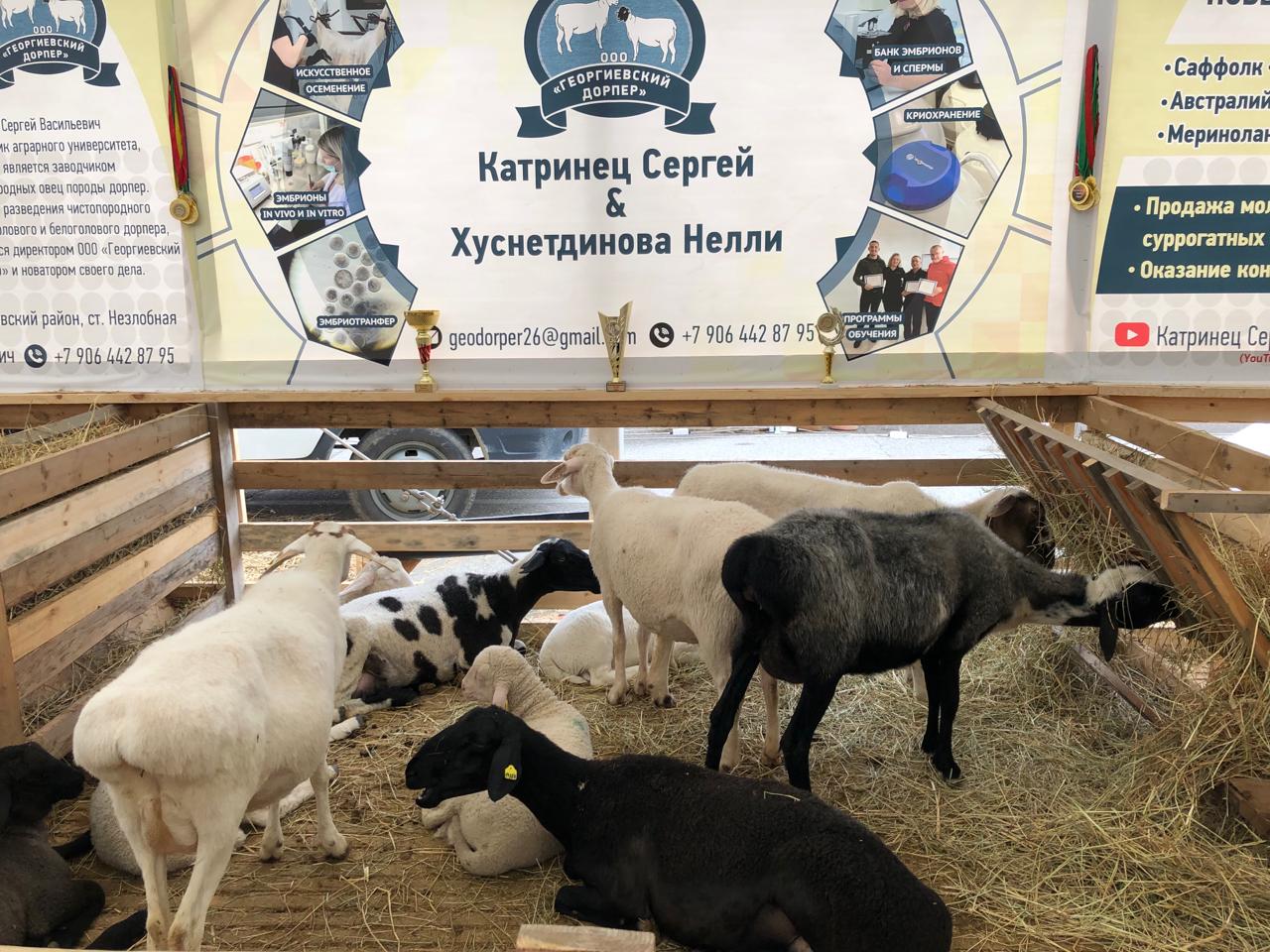 В Каспийске завершилась Всероссийская выставка племенных овец и коз
