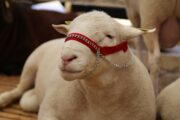 Более 20 тысяч человек посетили XXIV Российскую выставку овец и коз в Каспийске