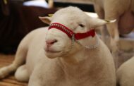 Более 20 тысяч человек посетили XXIV Российскую выставку овец и коз в Каспийске