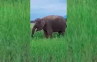 Семью индийских слонов засняли на видео в Кавказских Минеральных Водах