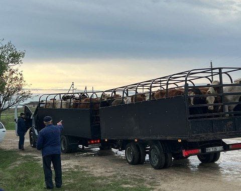 Управлением Россельхознадзора по Республике Дагестан выявлены факты перевозки сельскохозяйственных животных без ветеринарных документов