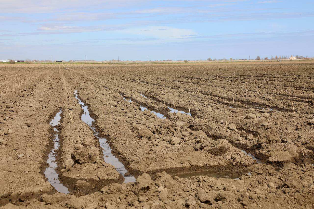 75 гектаров новых виноградников заложили в Дербентском районе