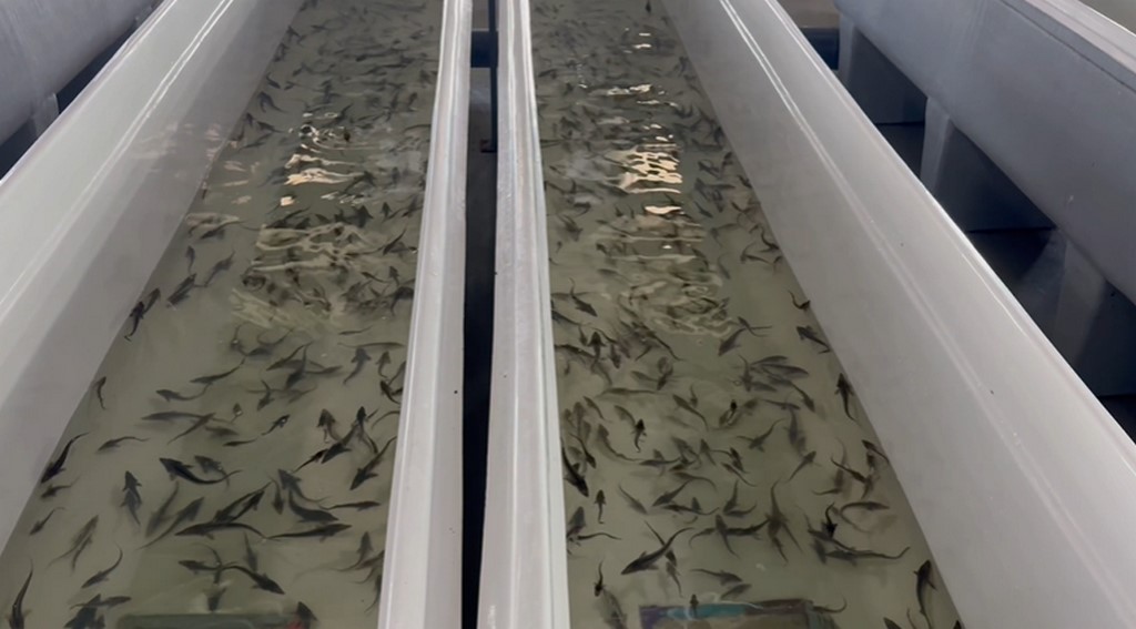 Каспийское море пополнится еще на 140 тысяч мальков осетровых рыб