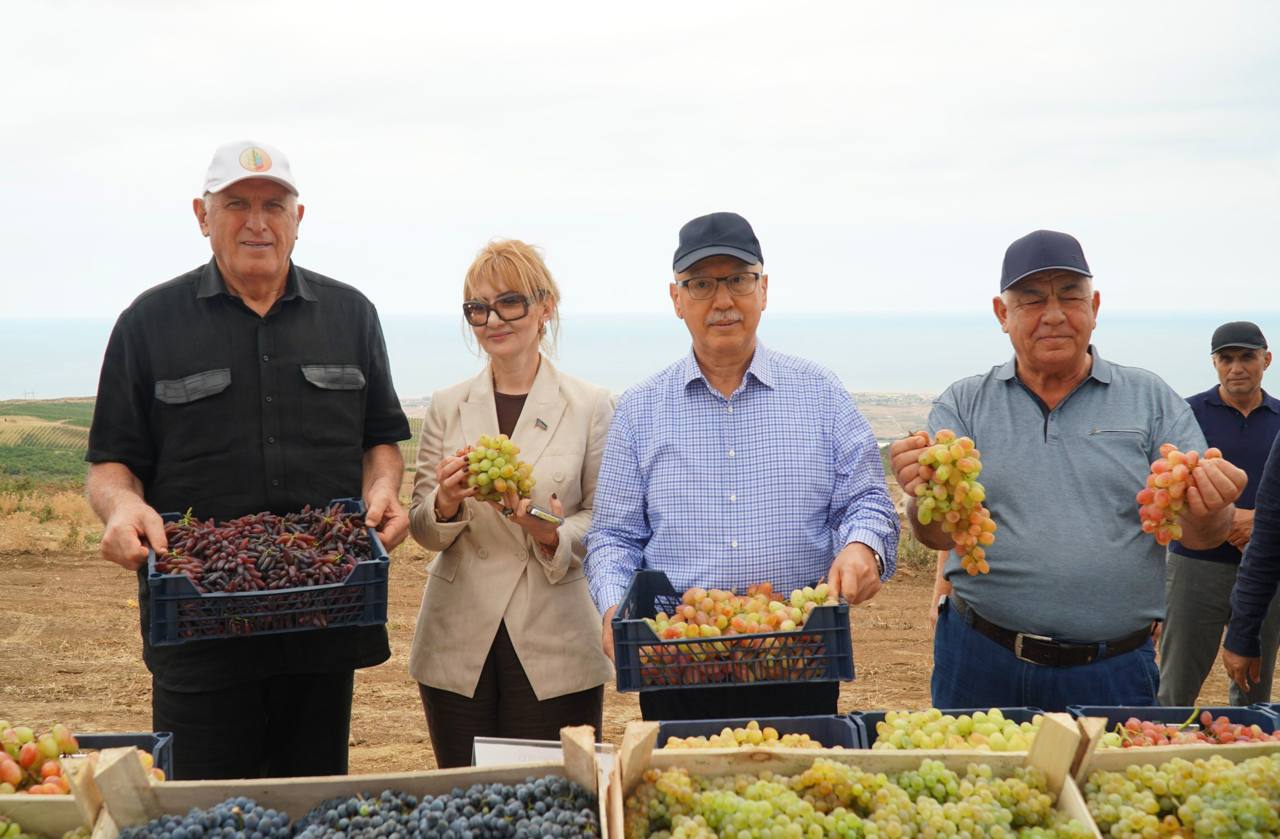 Премьер Дагестана ознакомился с ходом уборки винограда в Дербентском районе