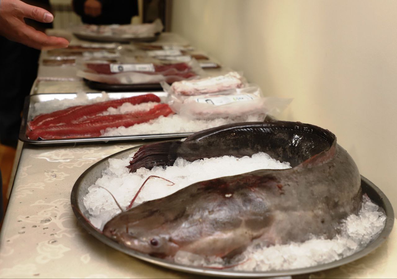 Акваферма «Каспийский берег» представила в Дагестане уникальную продукцию из африканского сома