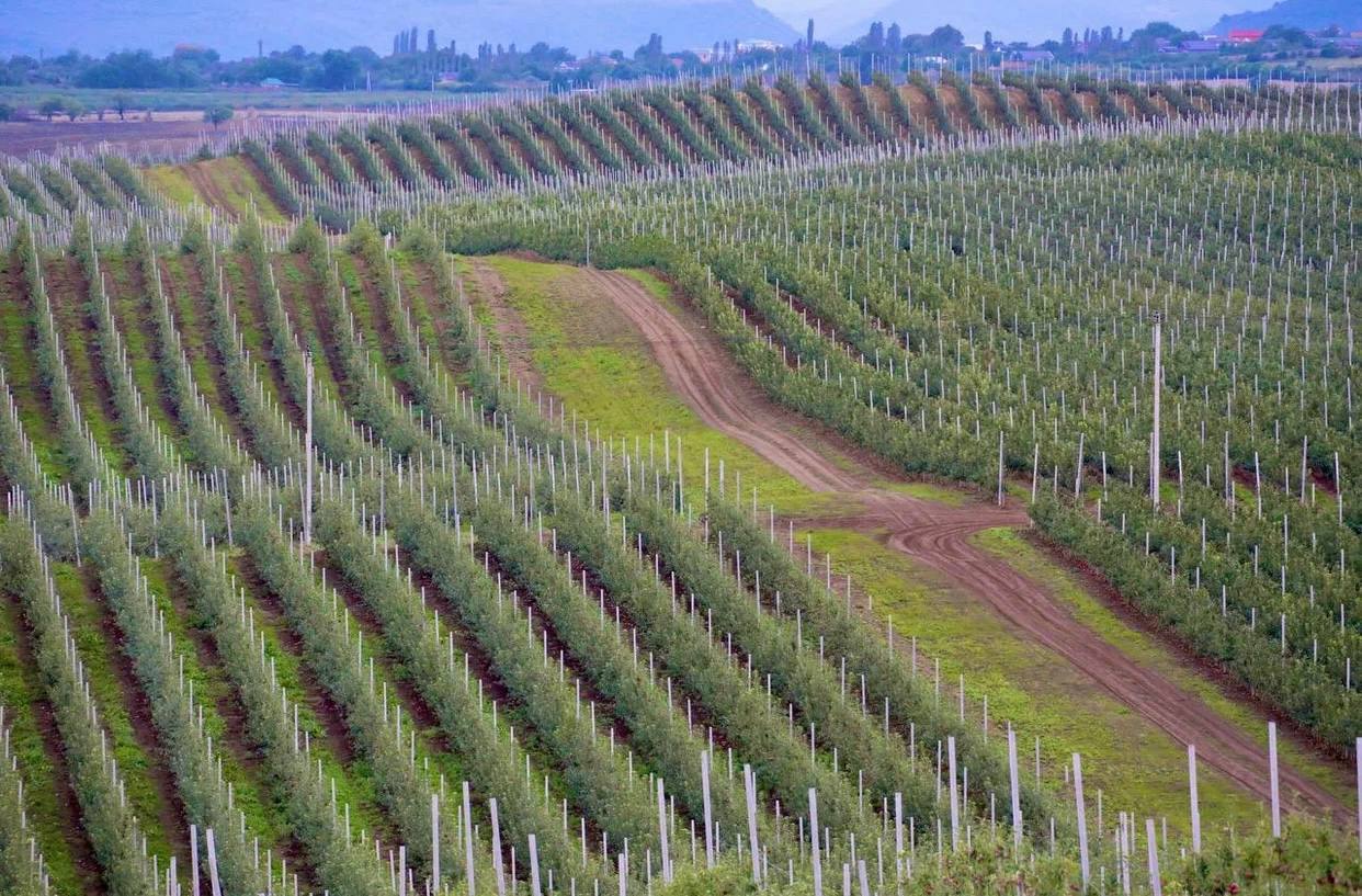 В Дагестане запущено крупнейшее плодохранилище мощностью 12,5 тыс. тонн для урожая-2025