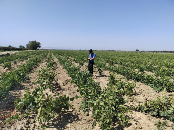 Дагестан увеличит производство саженцев винограда до 8,4 млн в 2025 году