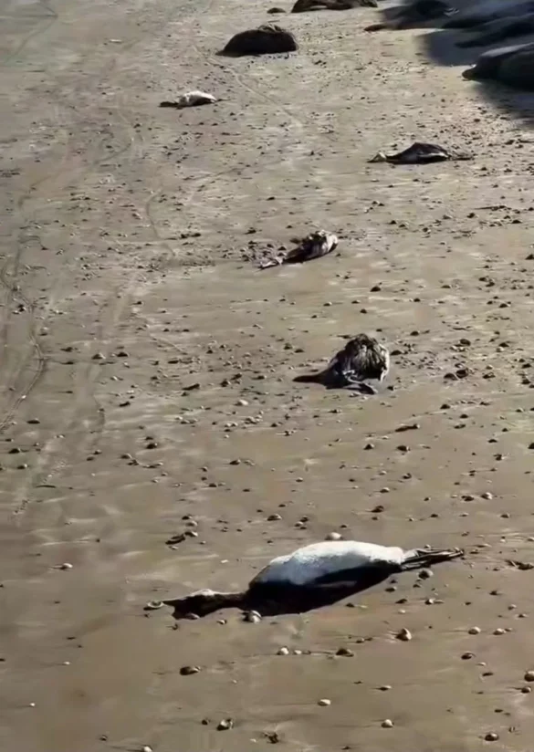 На пляжах Каспийска находят мертвых птиц и тюленей: пробы переданы на экспертизу