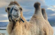 Сельхознадзор вступился за верблюдов