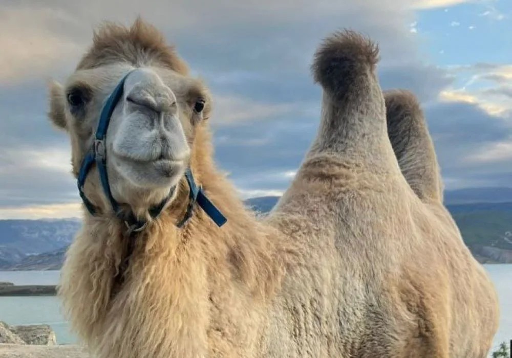 Сельхознадзор вступился за верблюдов