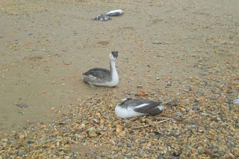 На побережье Каспия в Дагестане зафиксирована массовая гибель птиц