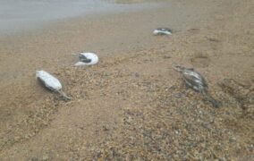 Первые пробы не выявили причину массовой гибели птиц на Каспии