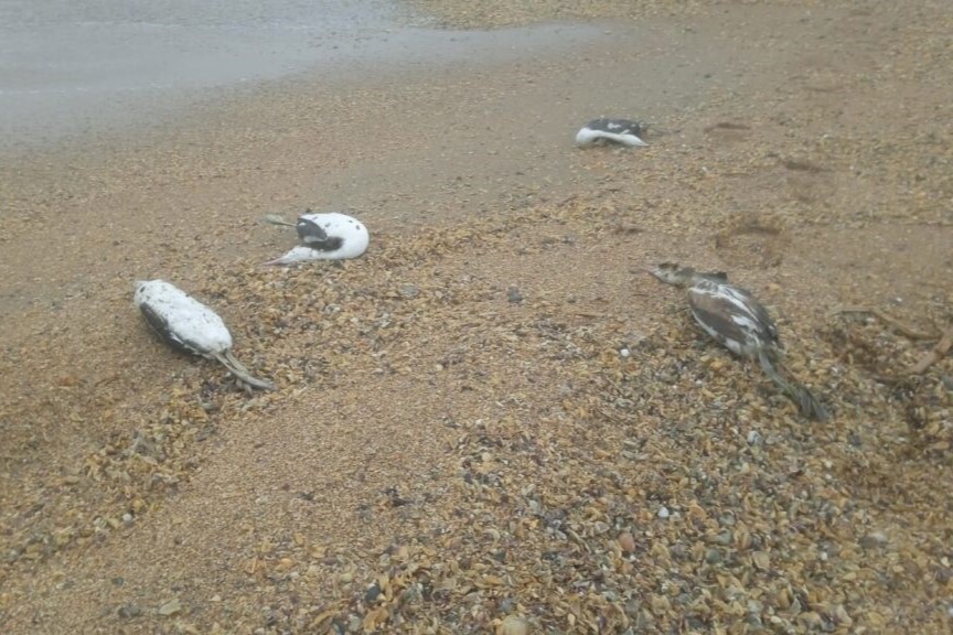 Первые пробы не выявили причину массовой гибели птиц на Каспии