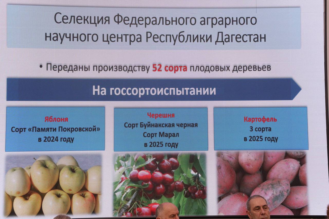 Дагестан выведет собственные сорта картофеля к 2027 году: работа ведется в Курахском и Акушинском районах