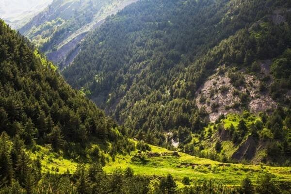 Хрюгский лес продолжат восстанавливать: весной высадят 3500 саженцев