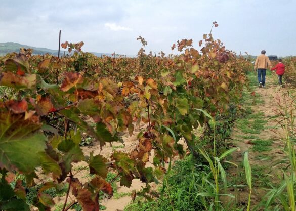 Около 1000 гектаров виноградников затопило в Дагестане